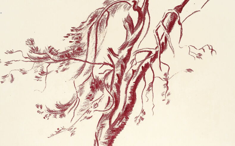 Rötelzeichnung mit einem einzeln stehenden Vogelbeerbaum, der diagonal im Bild steht und mit verkrüppelten Ästen stark vom Wetter gezeichnet ist